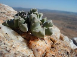Odontophorus nanus leaves